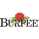 Burpee